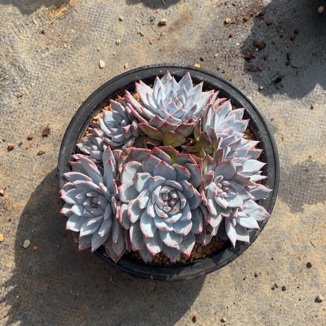 潇***肉多肉植物多肉植物