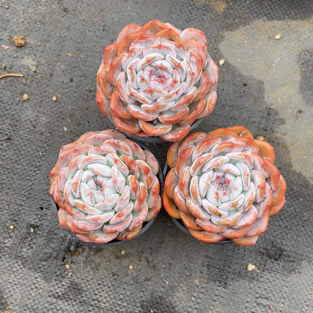 无****?多肉植物多肉植物