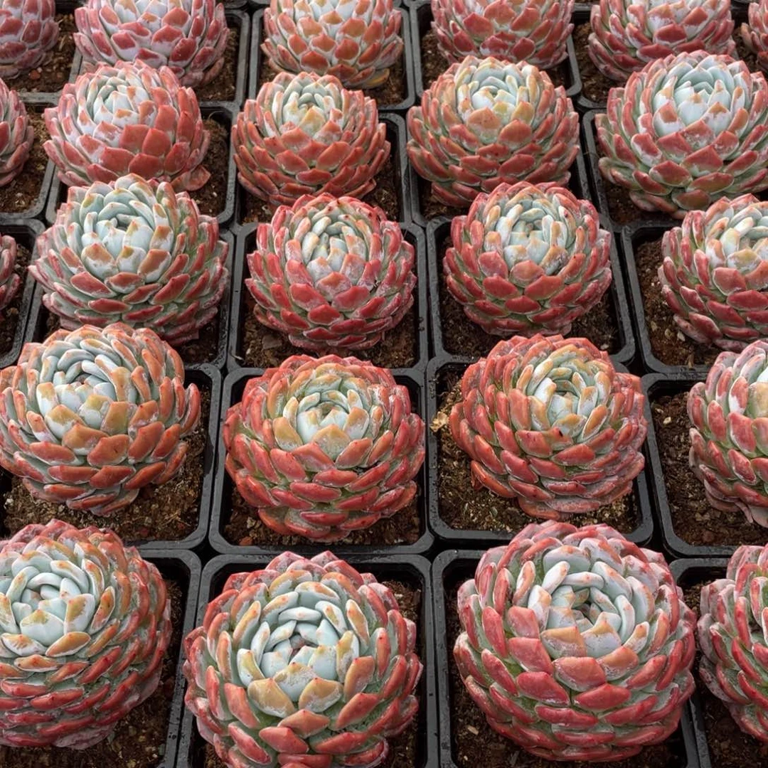 98三颗多肉植物包邮