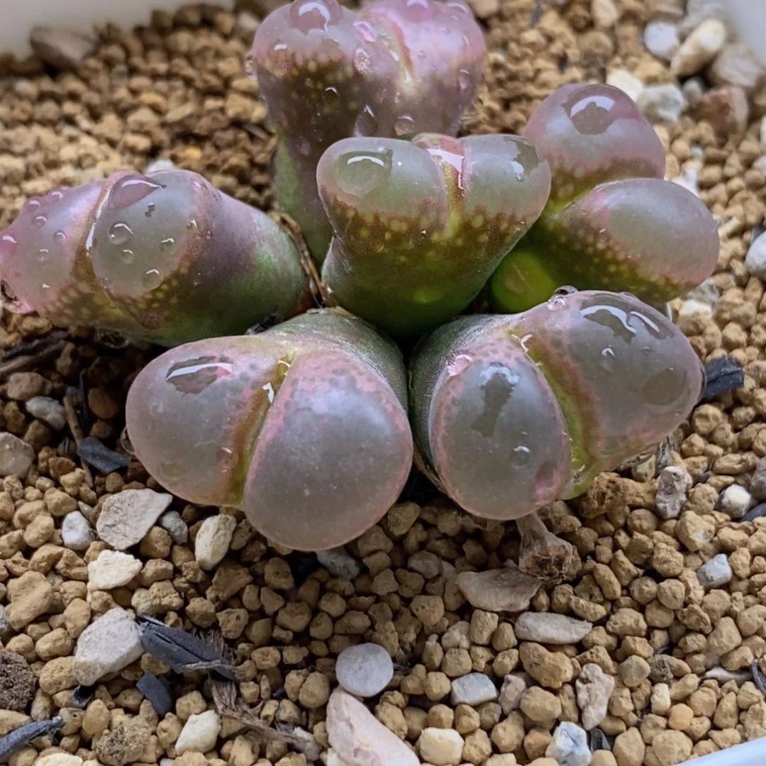 6头红风铃 6头红风铃