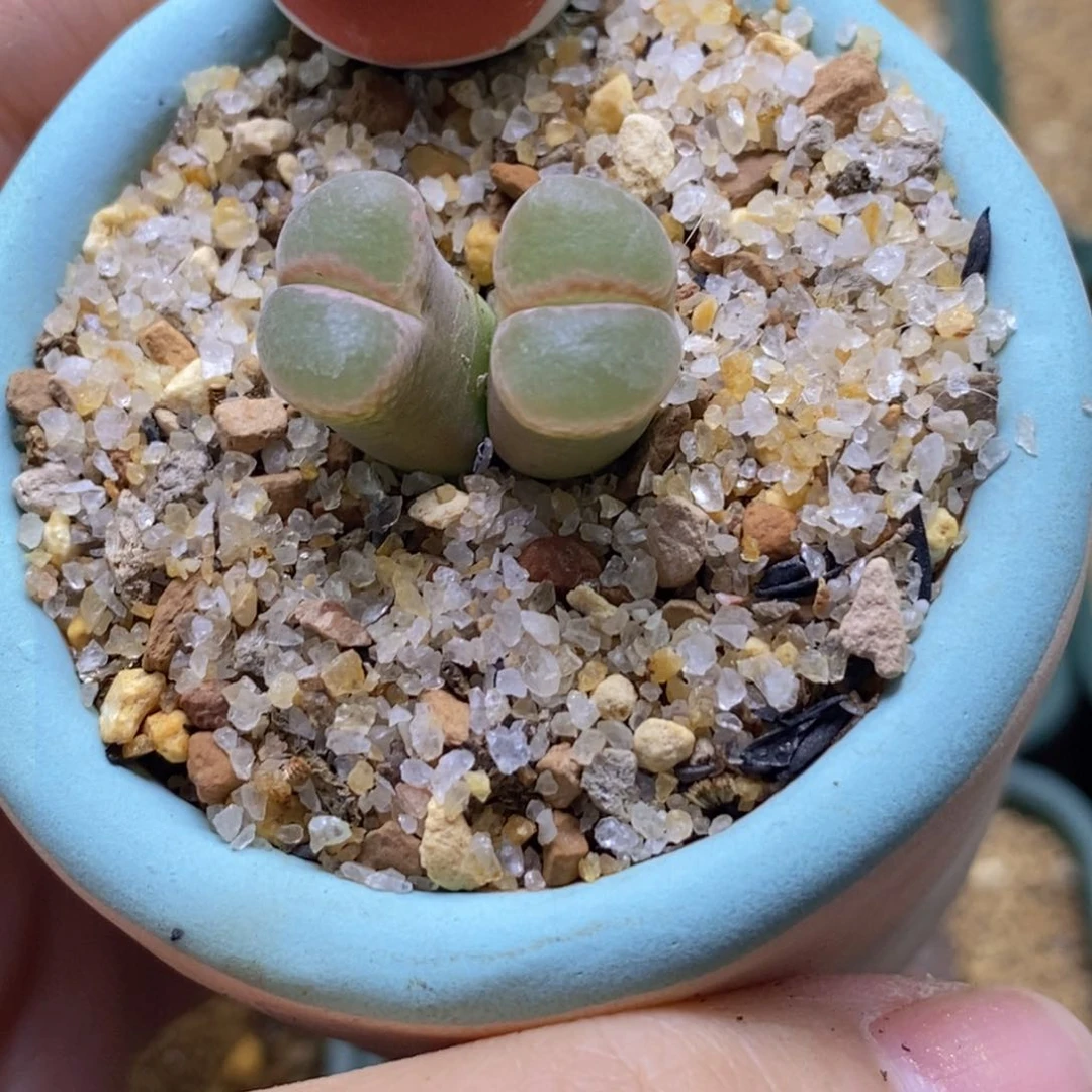 双头粉体白窗带盆福利