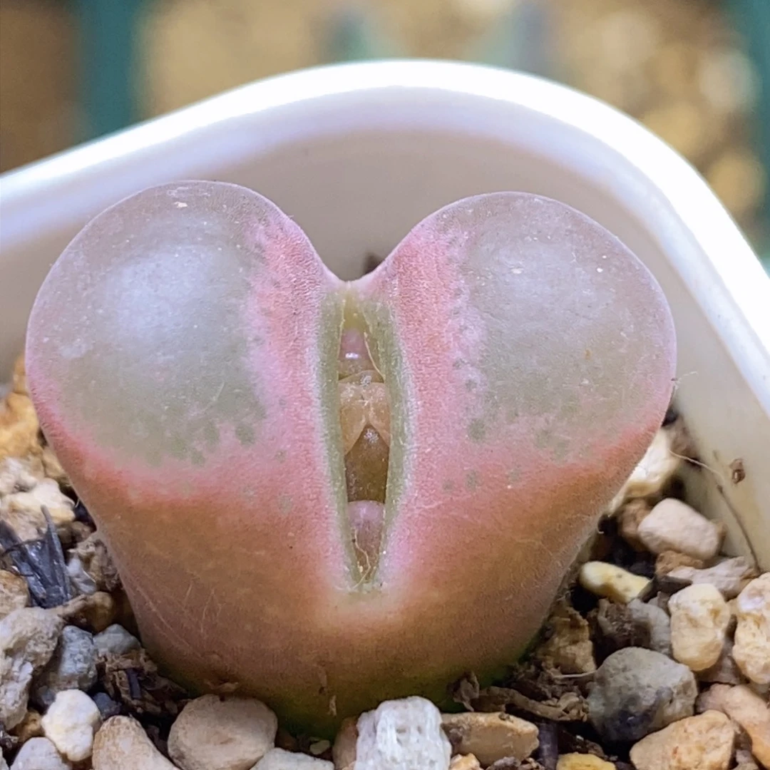 1788好看好看好看好看的磁铁