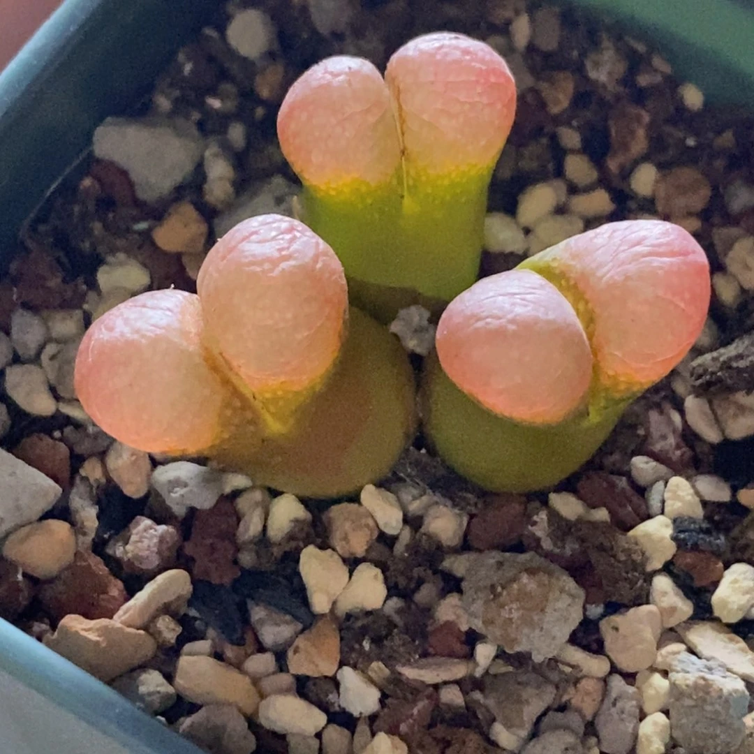 三头油亮窗红风铃三头好看