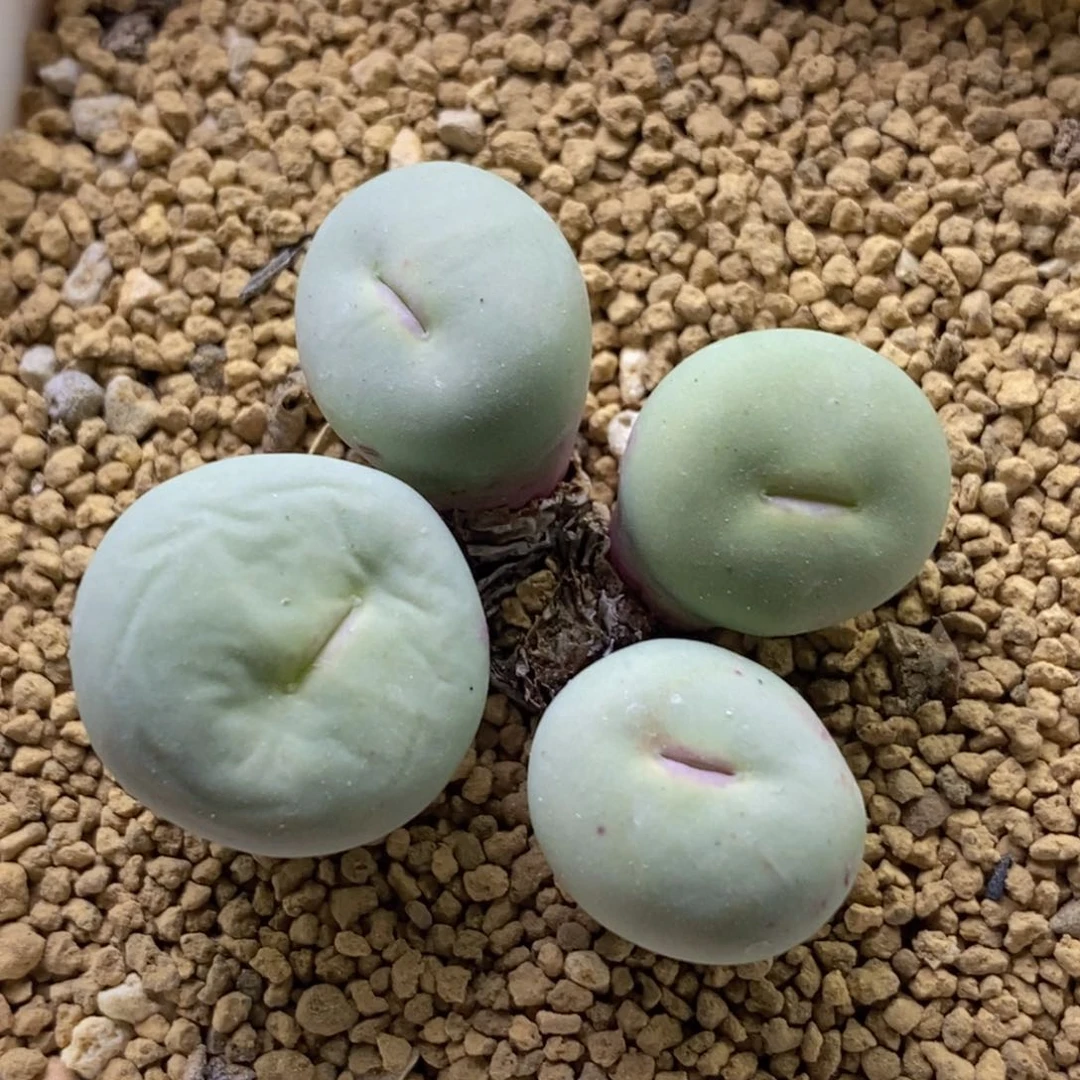 sub嘴四头四头四头四头