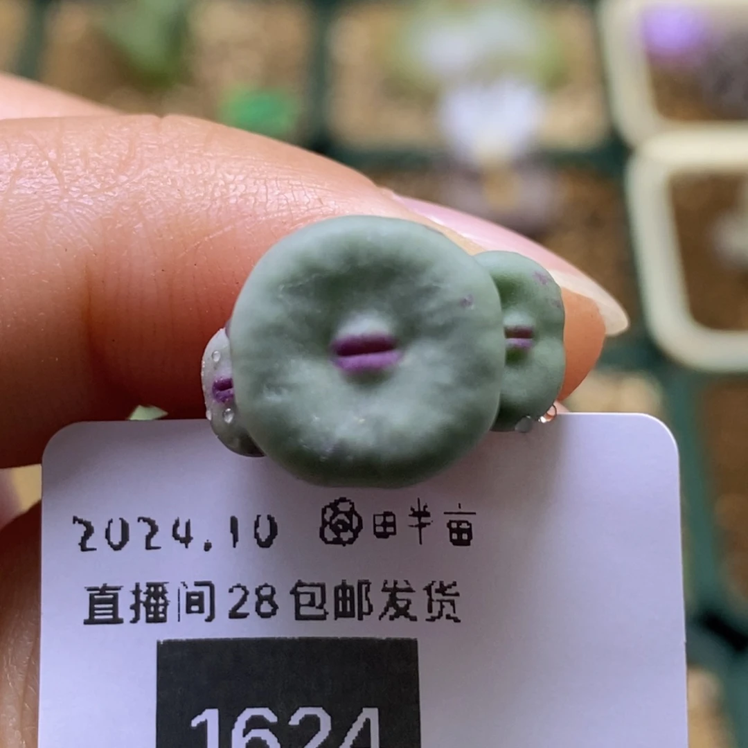 对****中10-1624好看好看好看