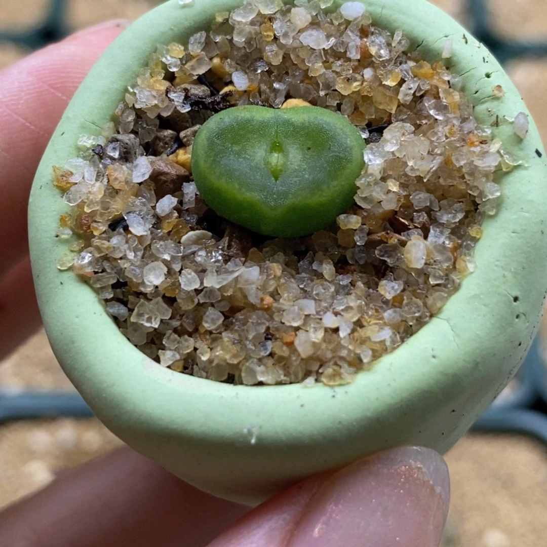 水晶鞋鞋带盆福利带盆福利