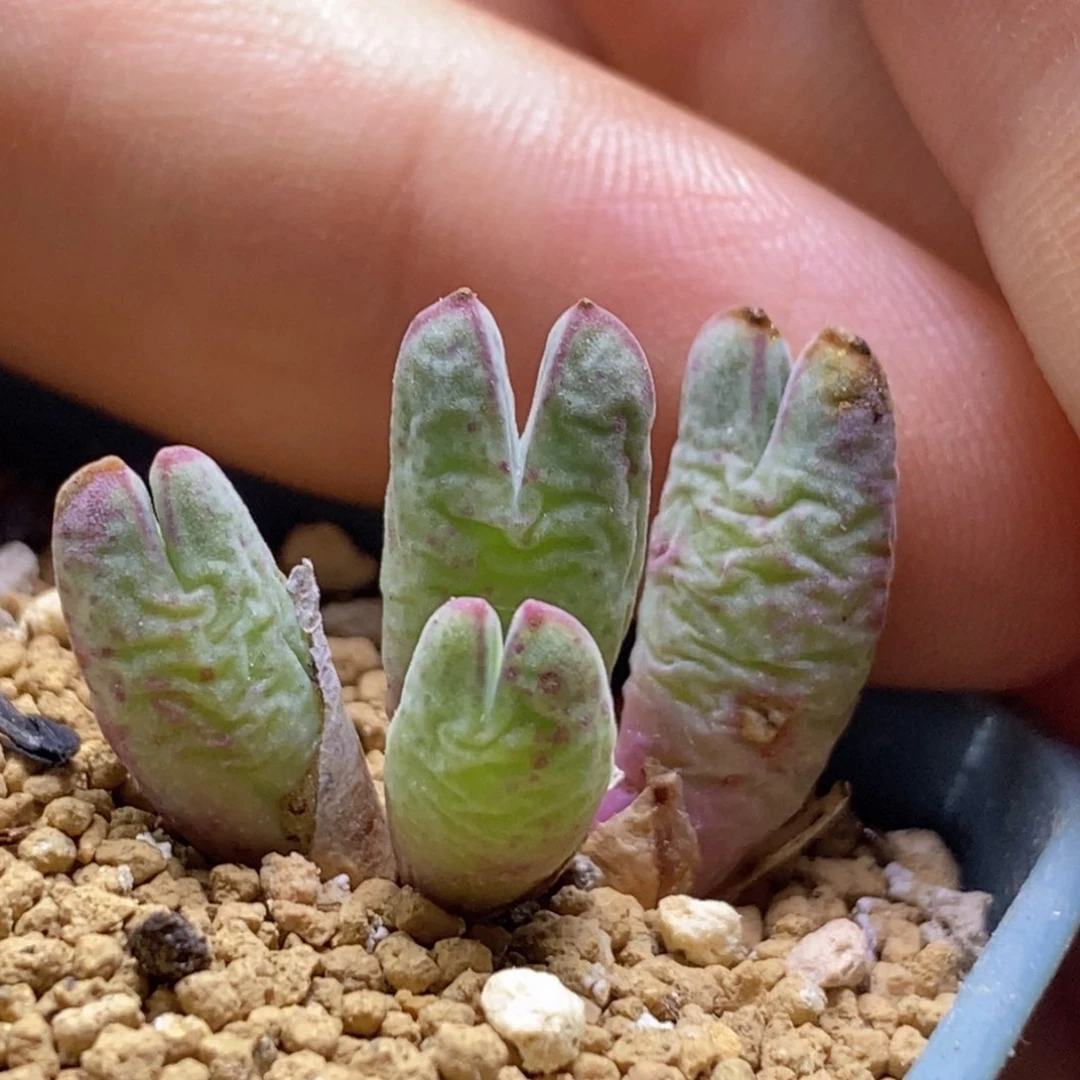 好看好看好看的985猪蹄儿