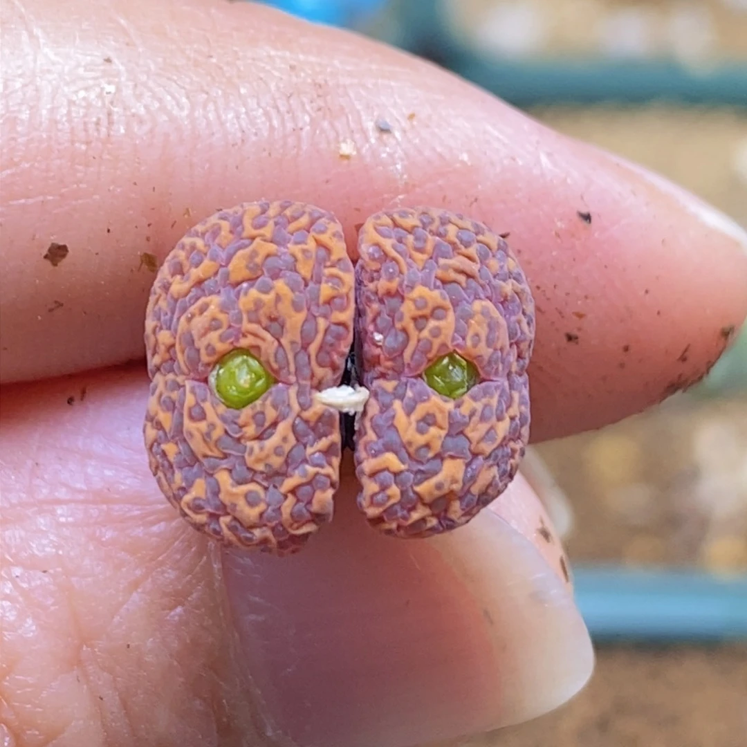 一颗双头朱雀勋章好看好看