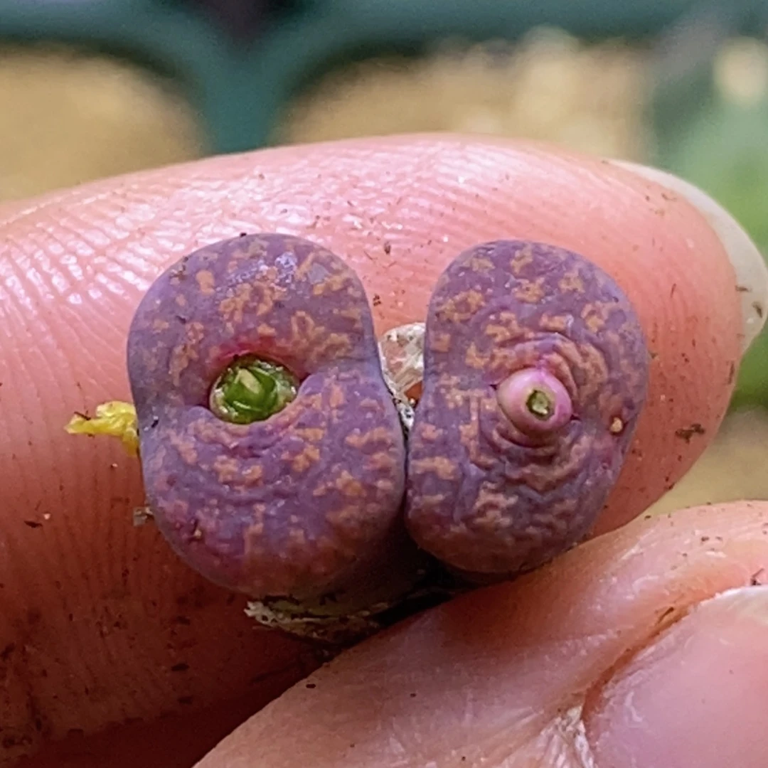 好看好看好看的朱雀