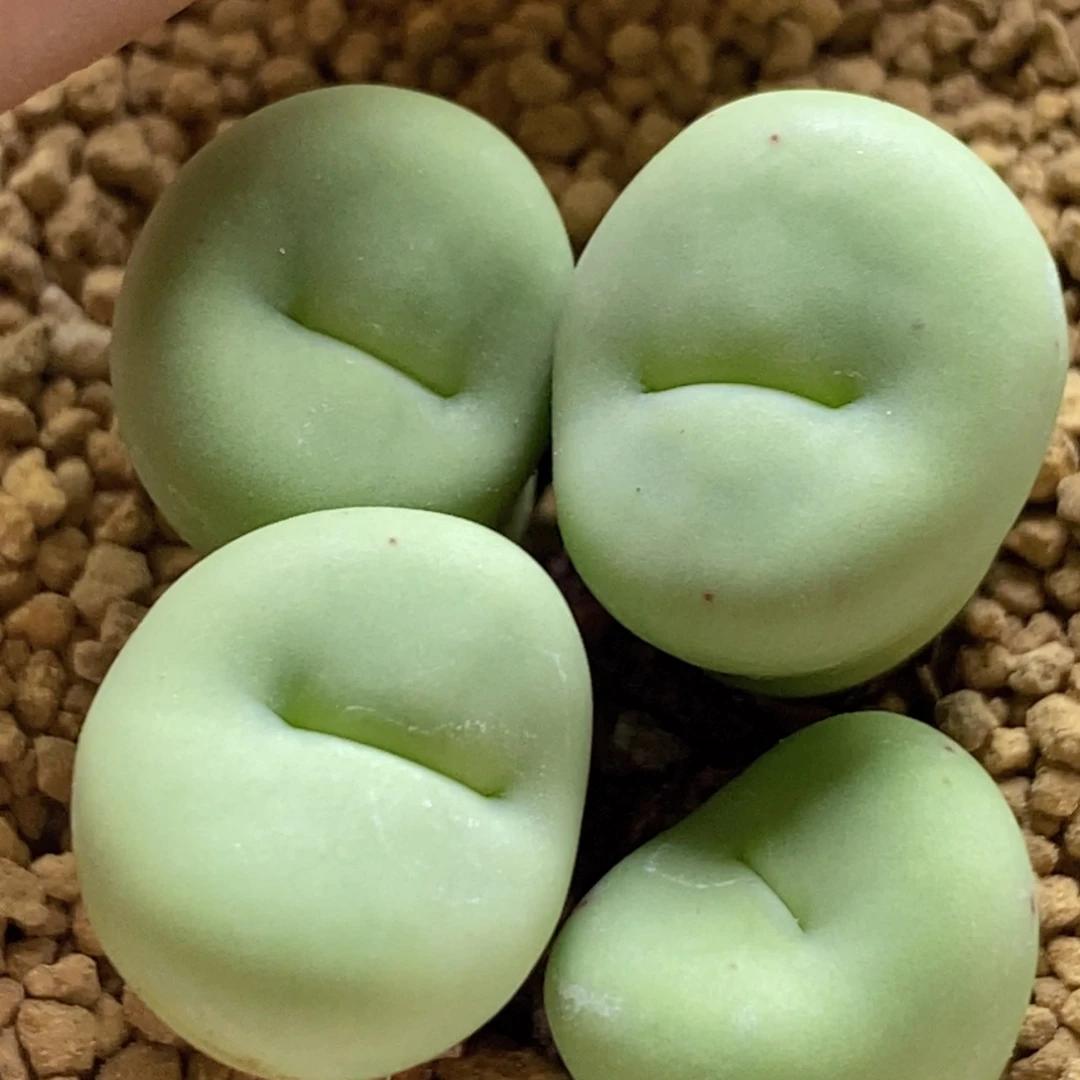 好看好看的四头sub红嘴好看好看