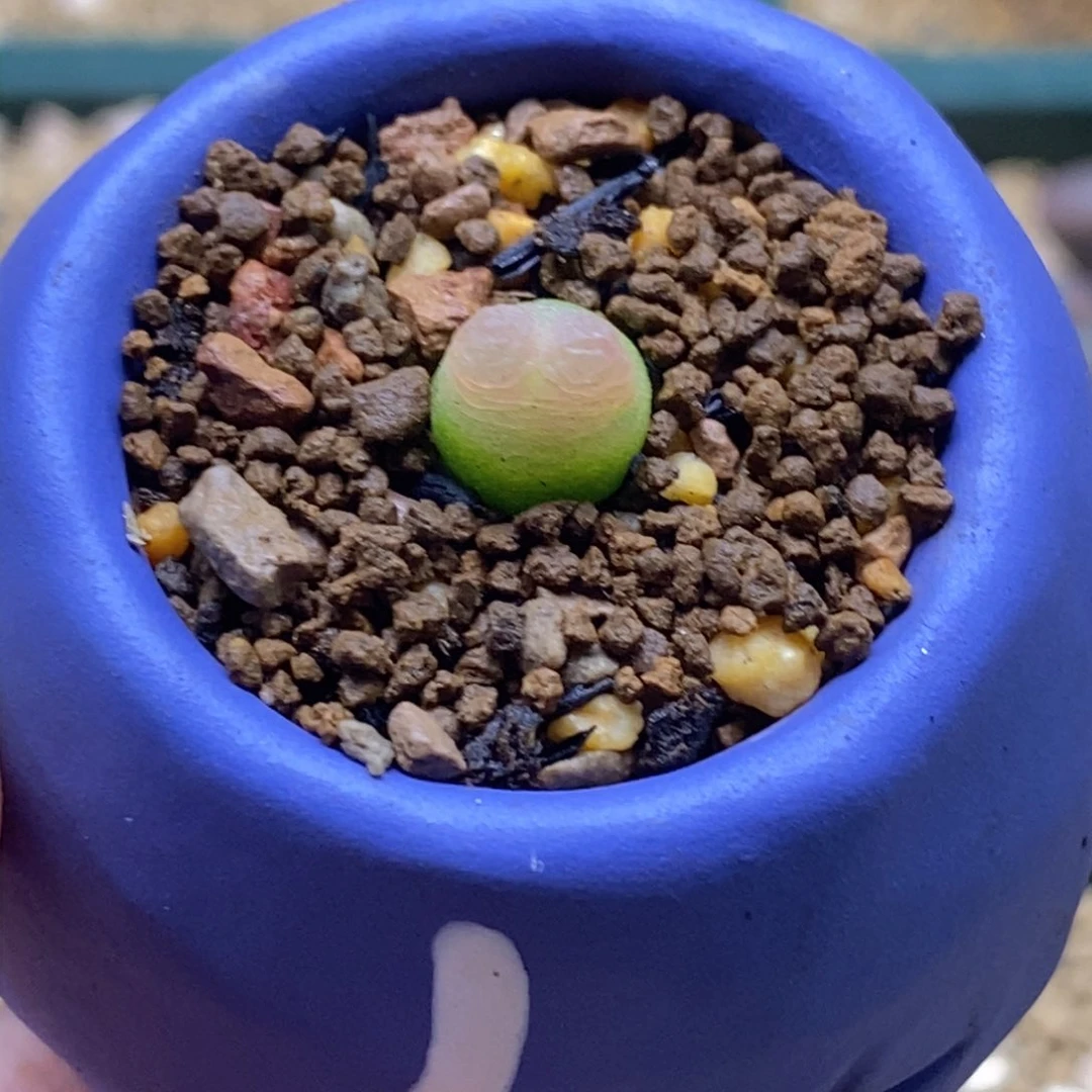 带盆福利拉灯子子