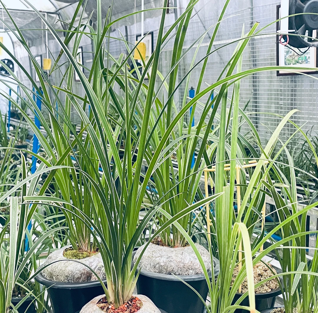 绿兰边夹丝缟，秋芝边夹丝缟，送春边夹丝缟和其它色花，备注别瞎拍