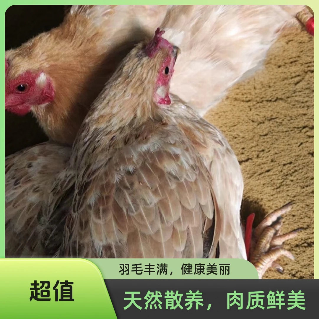 老母鸡，时间一年半以上，吃稻子田间散养炖汤味道鲜美。