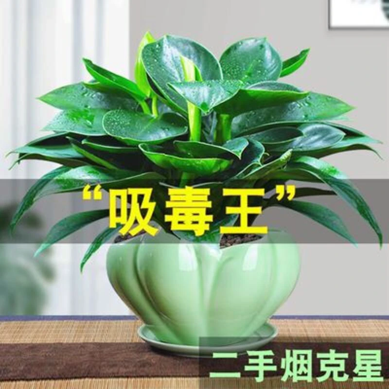 绿盆栽植物金钻办公室内好养四季常青吸甲醛花卉桌面绿植组合多肉