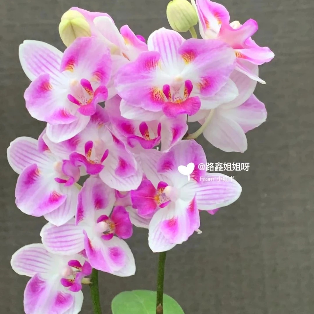 处理2.8寸杯不带花剑《天空星辰》蝴蝶兰花苗目前无花