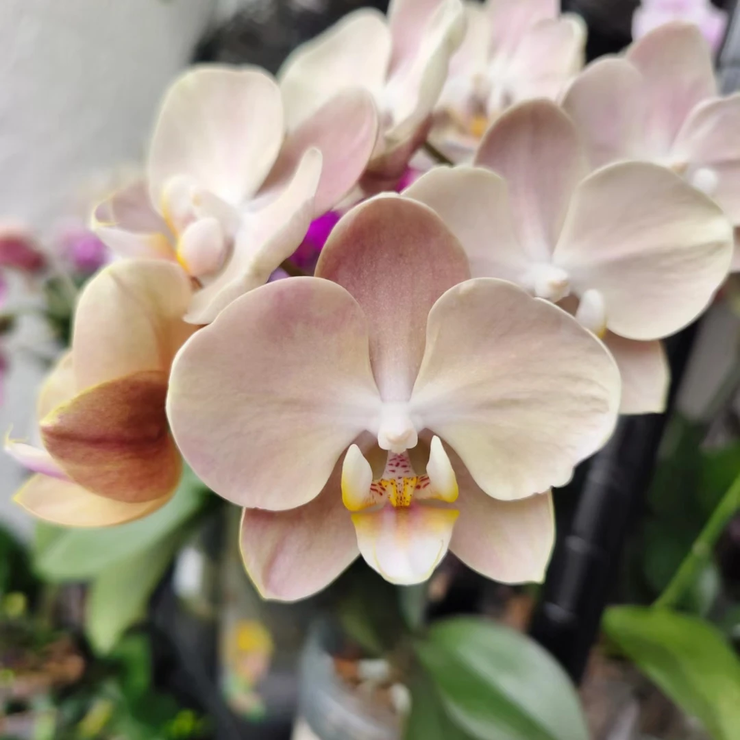3.5寸杯不带花剑《白纱白月光》蝴蝶兰花苗目前没有开花