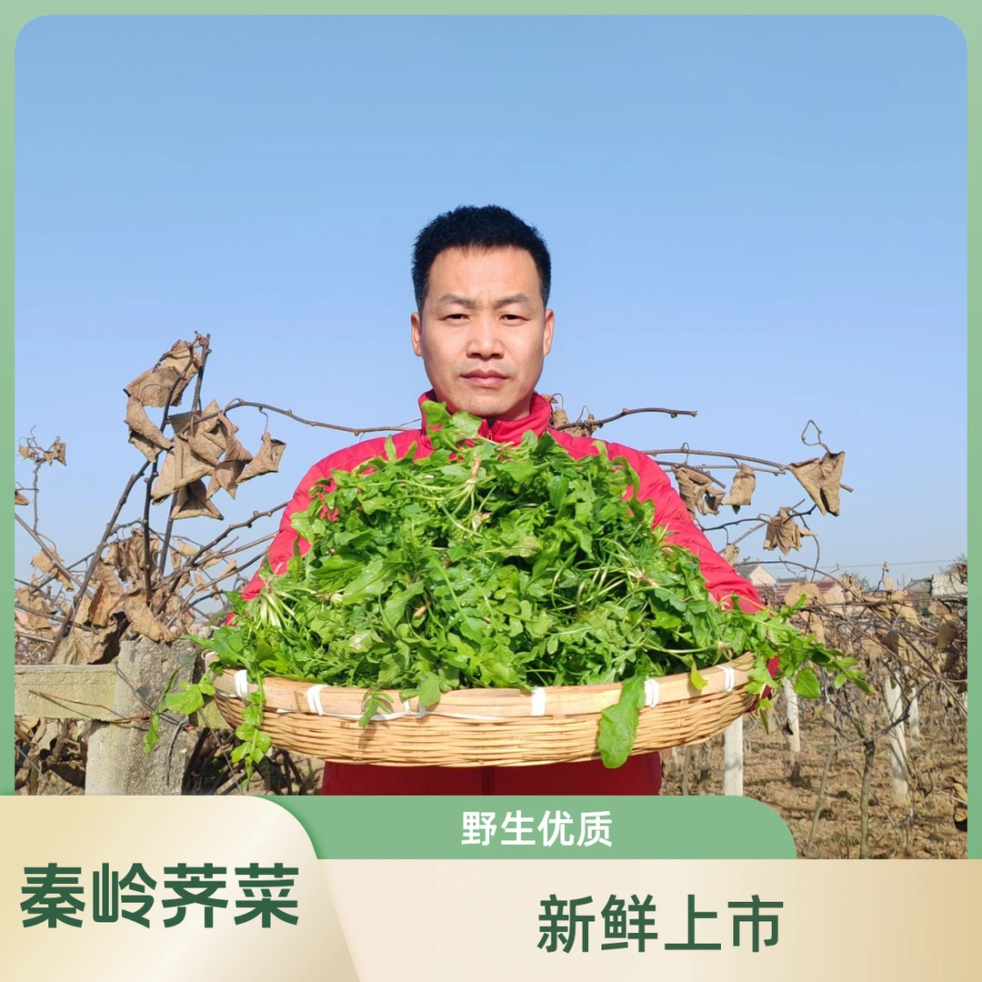 陕西秦岭野生荠菜地菜新鲜荠菜野生2斤4斤包邮商用包饺子馄饨春卷