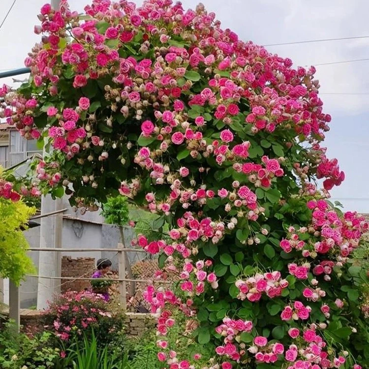 藤本月季爬藤大苗胭脂扣多季节循环开花，丰花勤花，爬藤月季