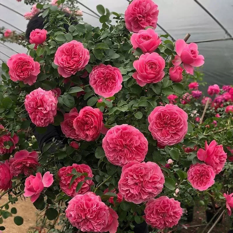 藤本爬藤月季粉色达芬奇，多季节循环开花，抗病性好，爬藤爬藤月季