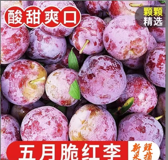 汶川脆红李子新鲜脱骨水果清脆奈李高山半边青红孕妇甜五月脆四川