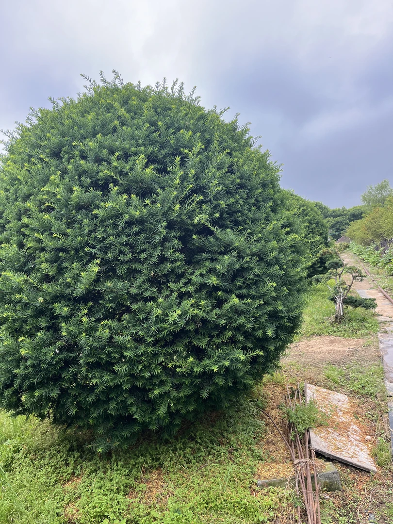 红豆杉2.5米高球 东北地区紫衫大球高所有商品不包邮