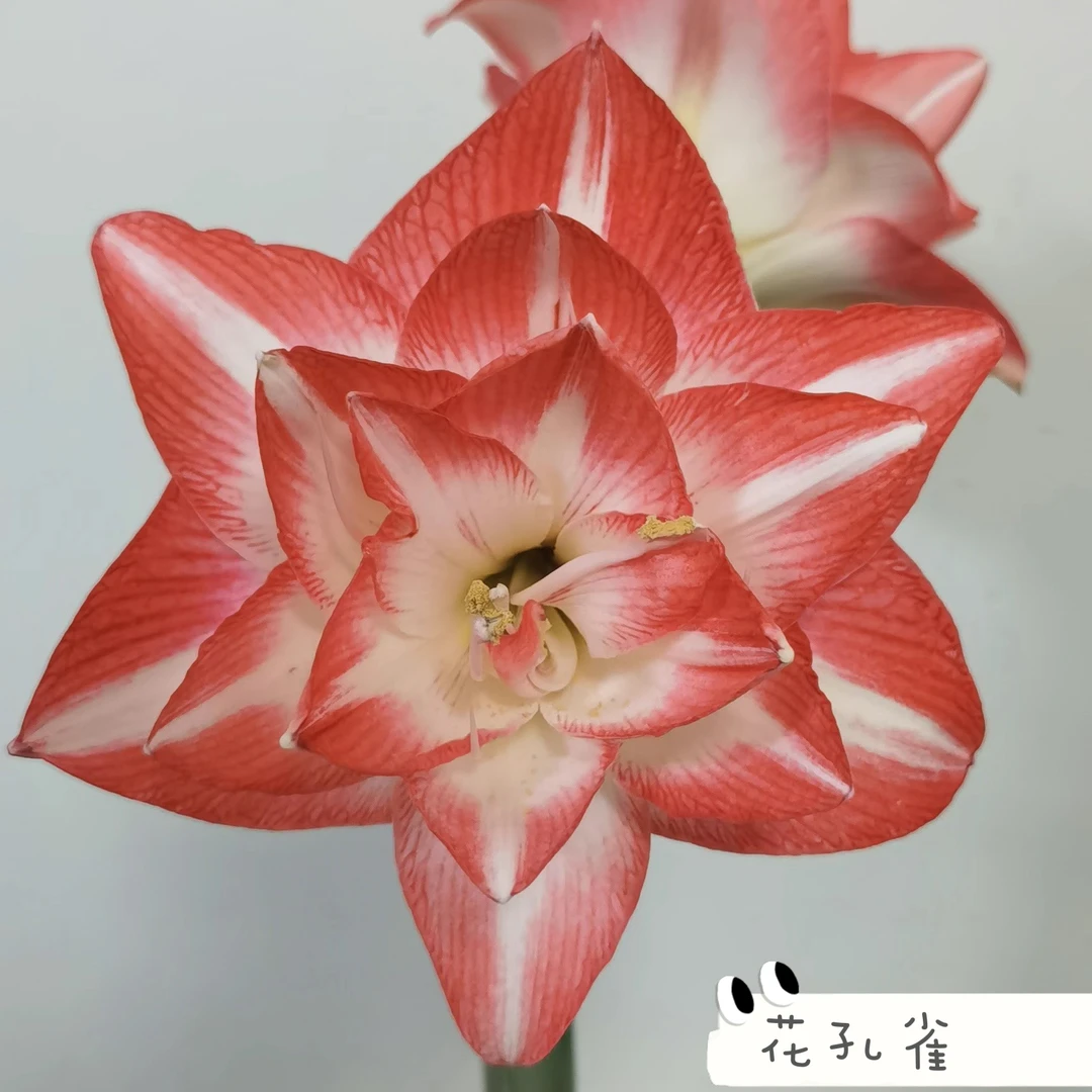 （小花匠花坊）花孔雀～重瓣，秘鲁朱顶红盆栽种球（实际偏小）