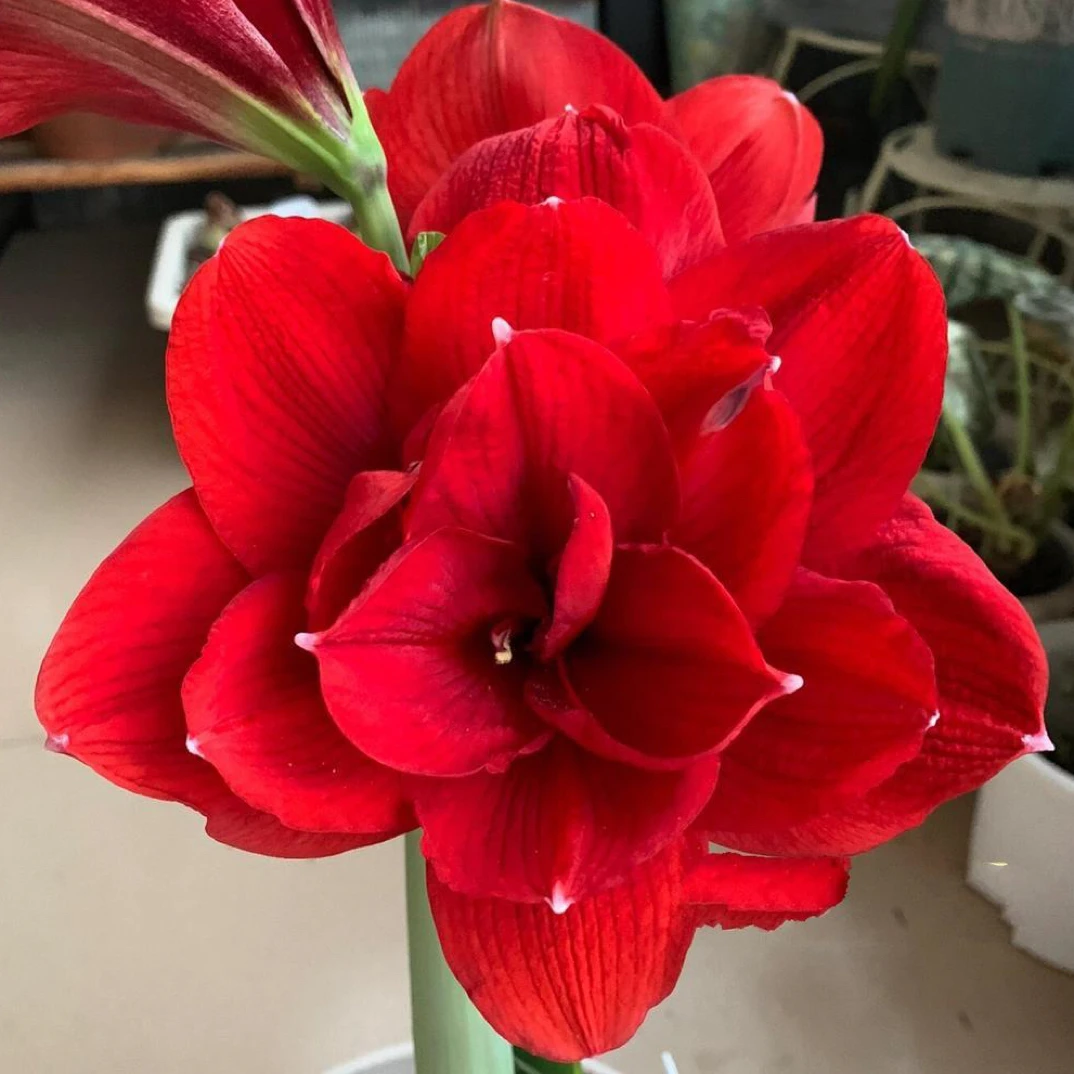 （小花匠花坊）斯嘉丽女神～重瓣，荷兰进口朱顶红