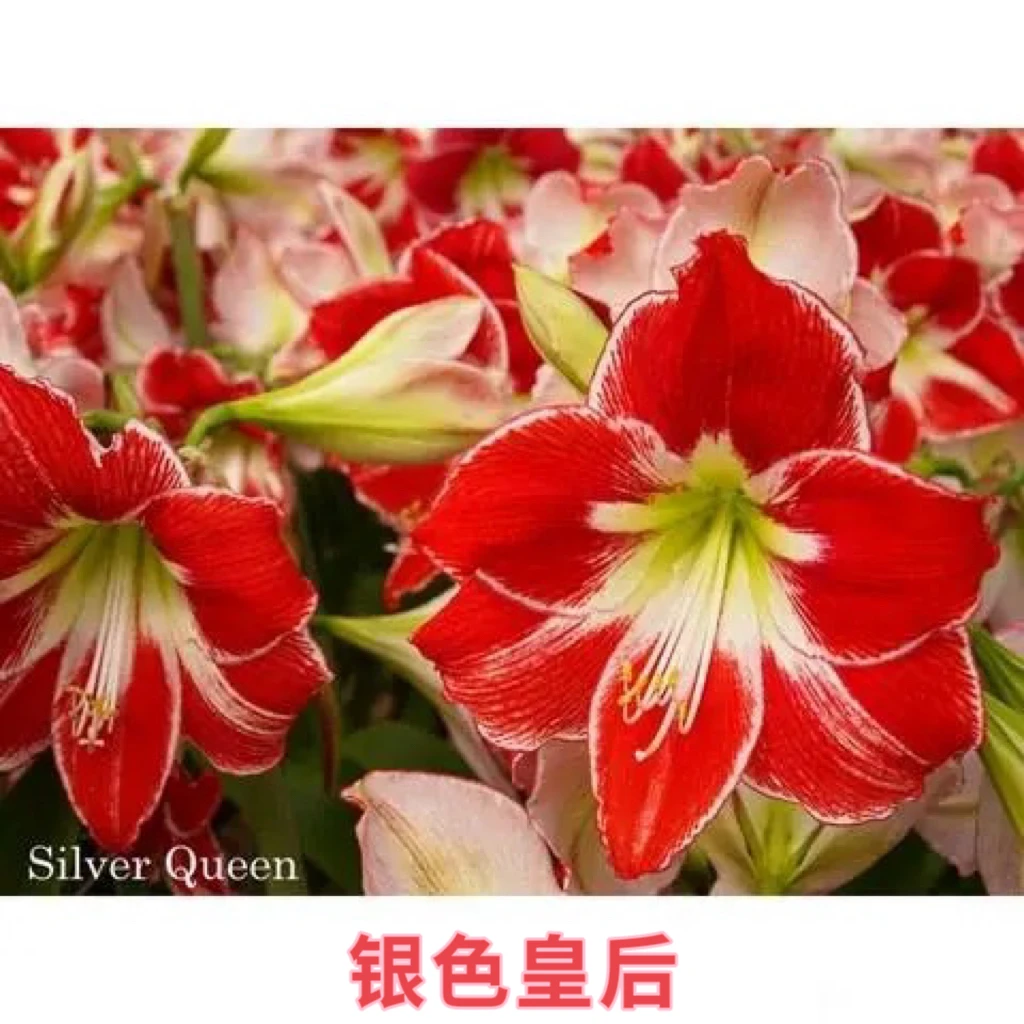 （一颗包邮）银色皇后～单瓣，荷兰进口朱顶红