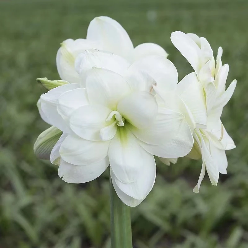 （小花匠花坊）阿拉斯加～重瓣，秘鲁朱顶红盆栽种球（实际偏小）