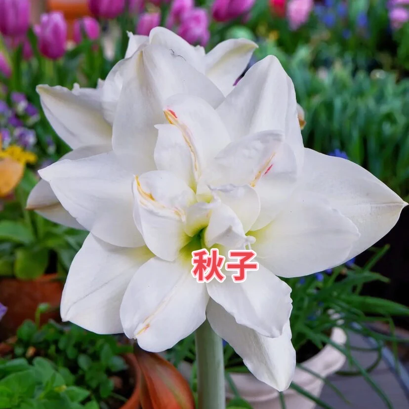（一颗包邮）秋子～重瓣，荷兰进口朱顶红