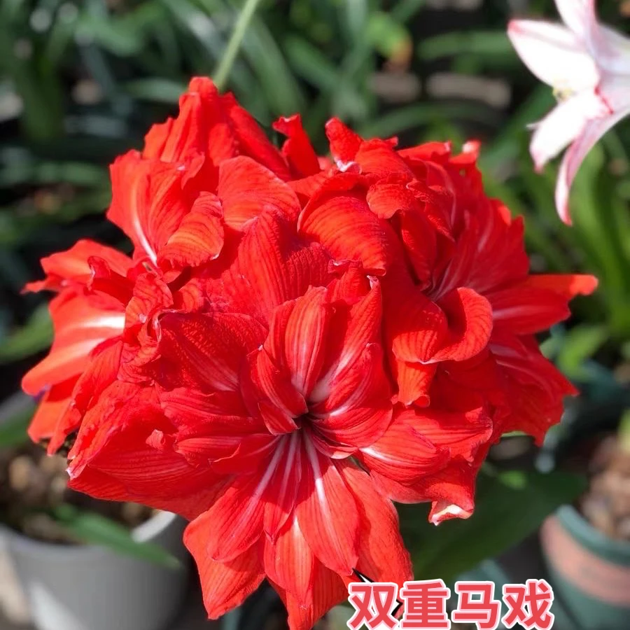 （小花匠花坊）双重马戏～重瓣，荷兰朱顶红盆栽种球