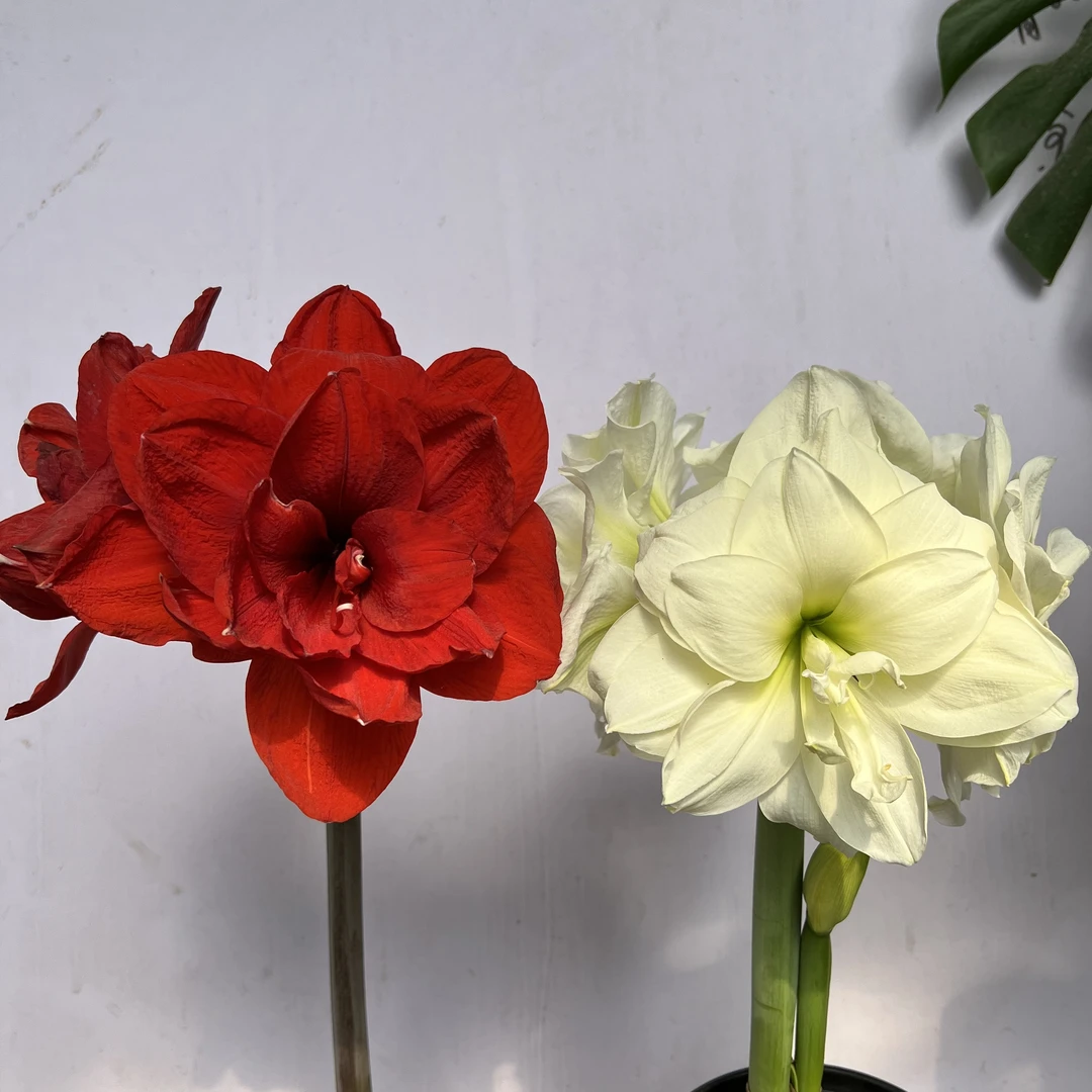 （两单包邮）双王➕阿芙蕾组合，进口朱顶红
