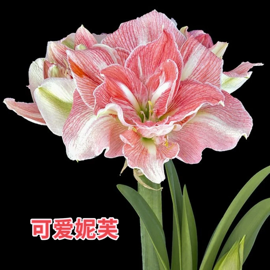 （小花匠花坊）可爱妮芙～重瓣，荷兰进口朱顶红种球