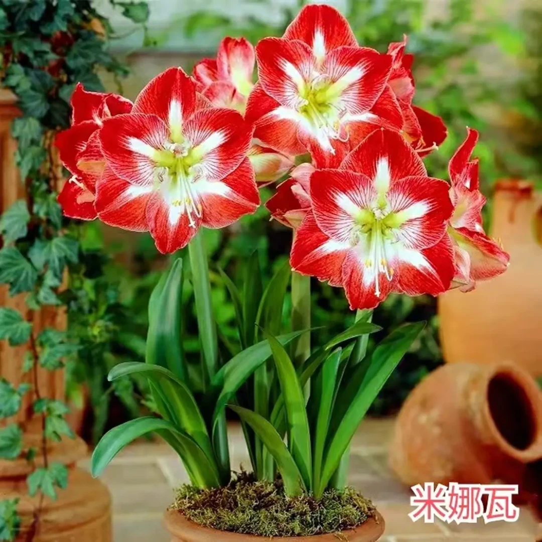 （小花匠花坊）米娜娃～单瓣，秘鲁进口朱顶红种球（实际偏小）