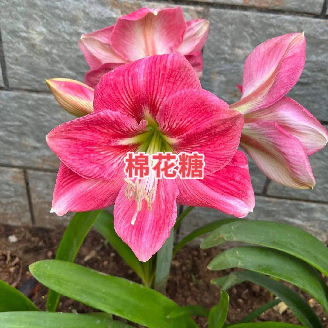 （小花匠花坊）棉花糖～单瓣，南非进口朱顶红种球