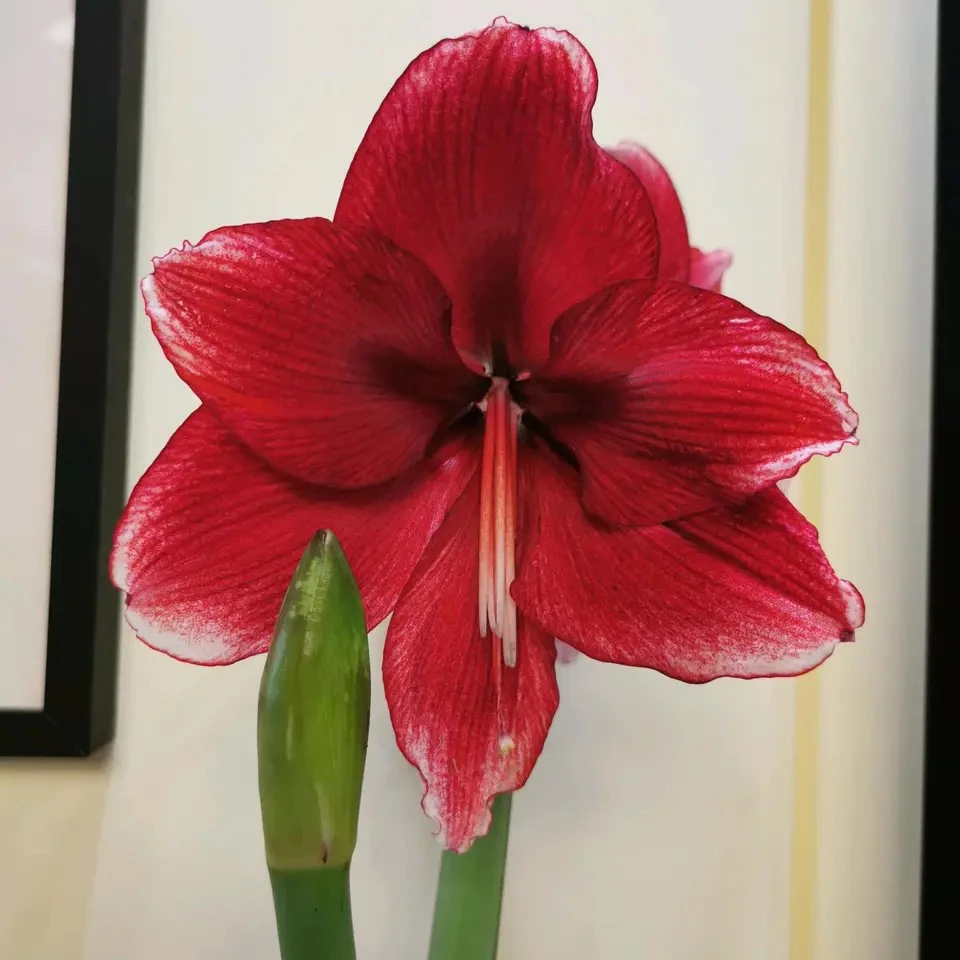 （小花匠花坊）达芙妮～单瓣，荷兰进口朱顶红种球