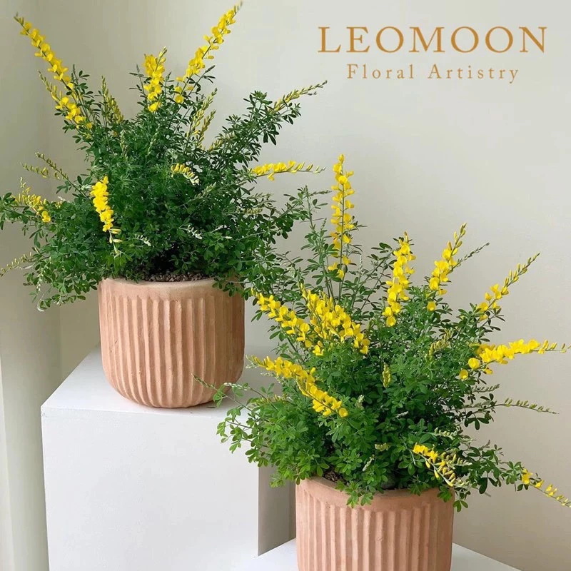 金雀花盆栽花苗带花苞室内庭院老桩木本韭菜网红懒人花卉植物