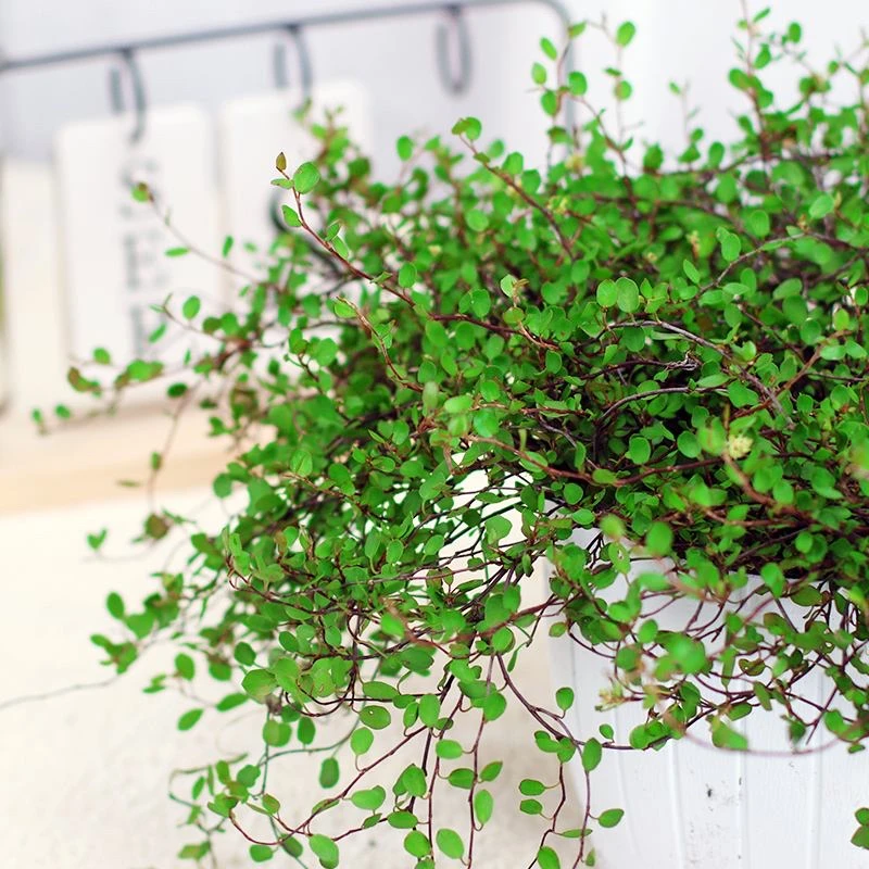 千叶吊兰盆栽观叶植物多年生垂吊餐桌摆件绿植四季常青大盆