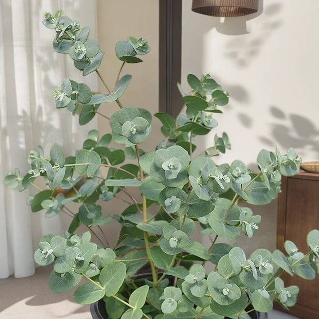 尤加利叶盆栽小树苗圆叶心形室内阳台四季常青好养活绿植物苹果按