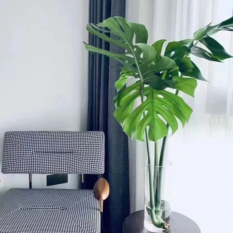 【拍一发二】老桩大型龟背竹开背大叶水培除甲醛室内四季水培龟背竹