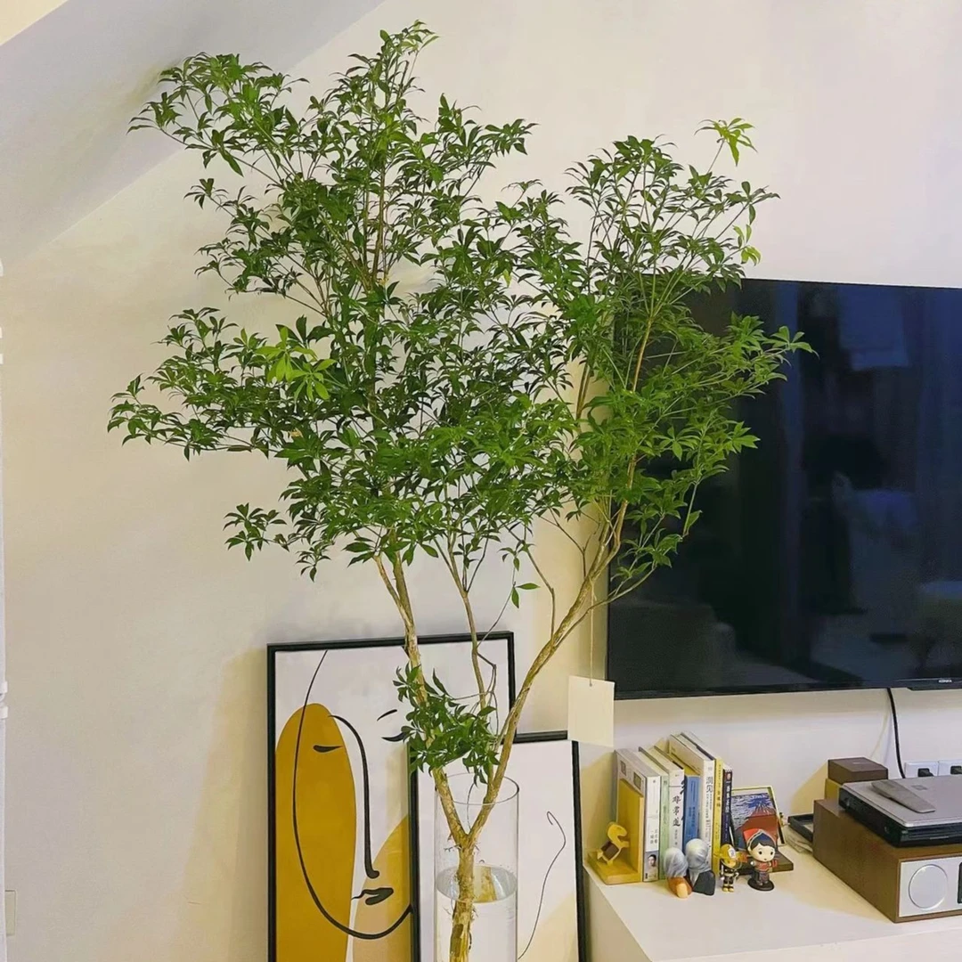 【急速顺丰】进口马醉木水培植物室内日系文艺绿植鲜切枝条客厅装饰