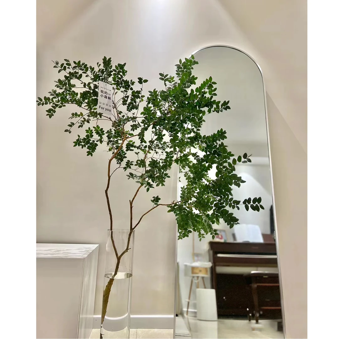 【拍一发二】美男树懒人水培植物客厅绿植鲜切室内马醉木吊钟平替