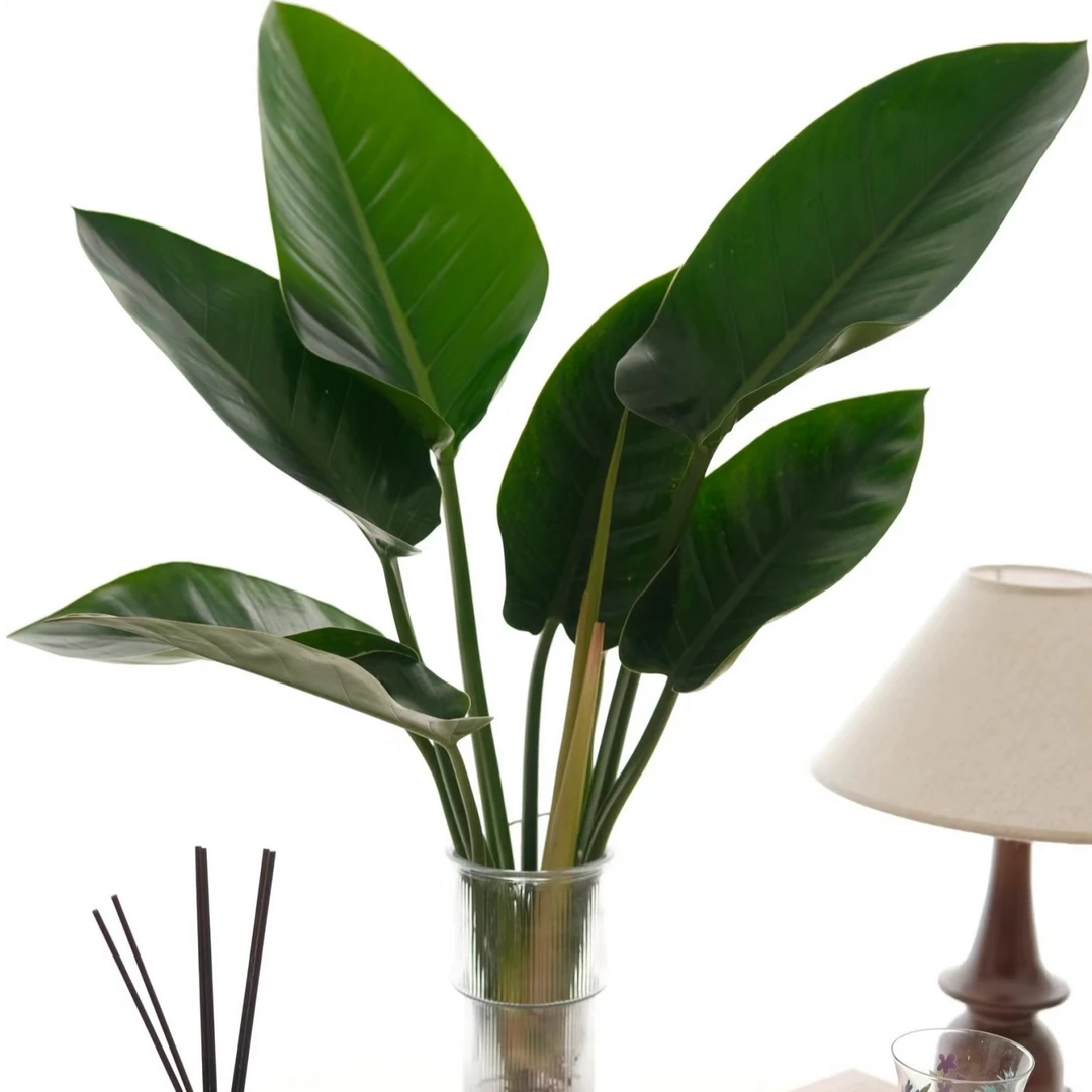 大金钻盆栽室内植物花卉水培绿植吸甲醛植物净化空气办拍一发二