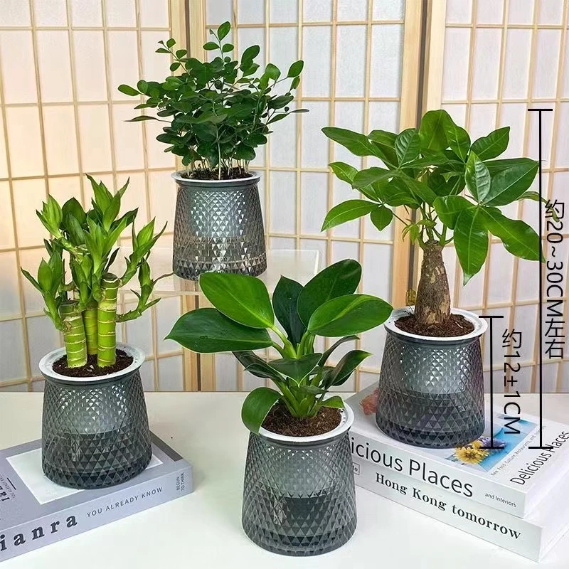 发财树富贵竹铂金钻鸭脚木灰透塑胶盆绿植物桌面好养绿植吸甲醛