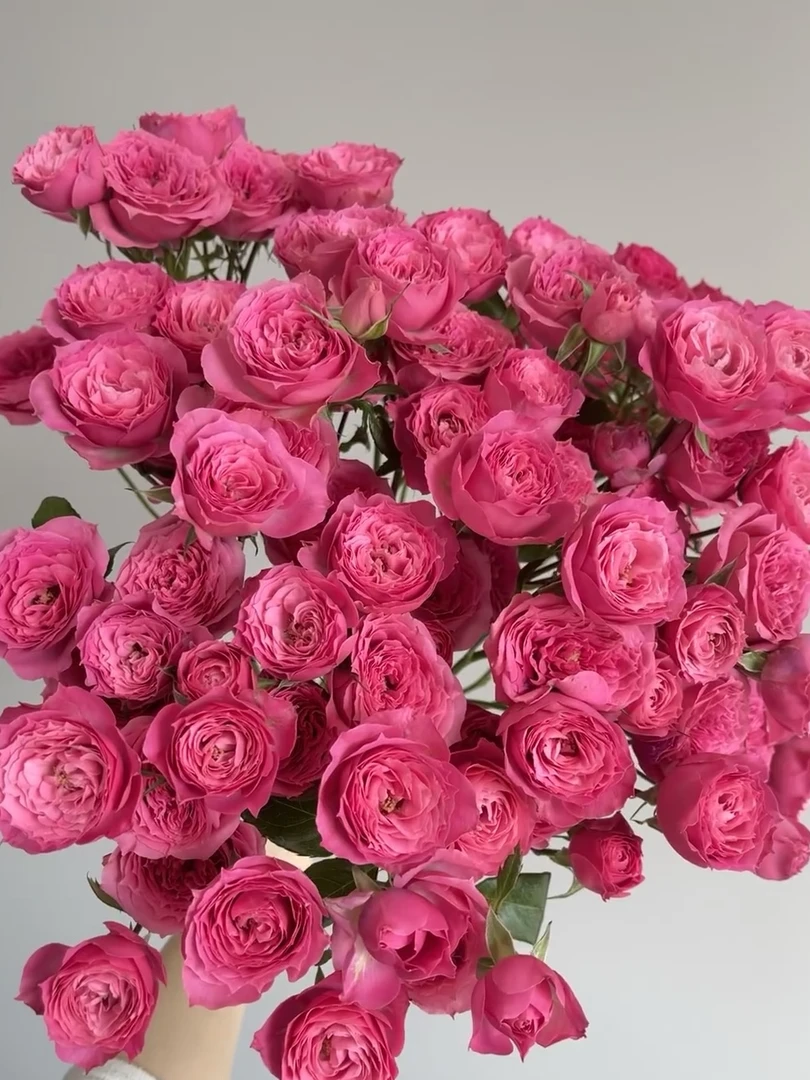 苏菲宝贝丨云南玫瑰鲜花花束丨全场鲜切花云南冷链或空运包邮发货