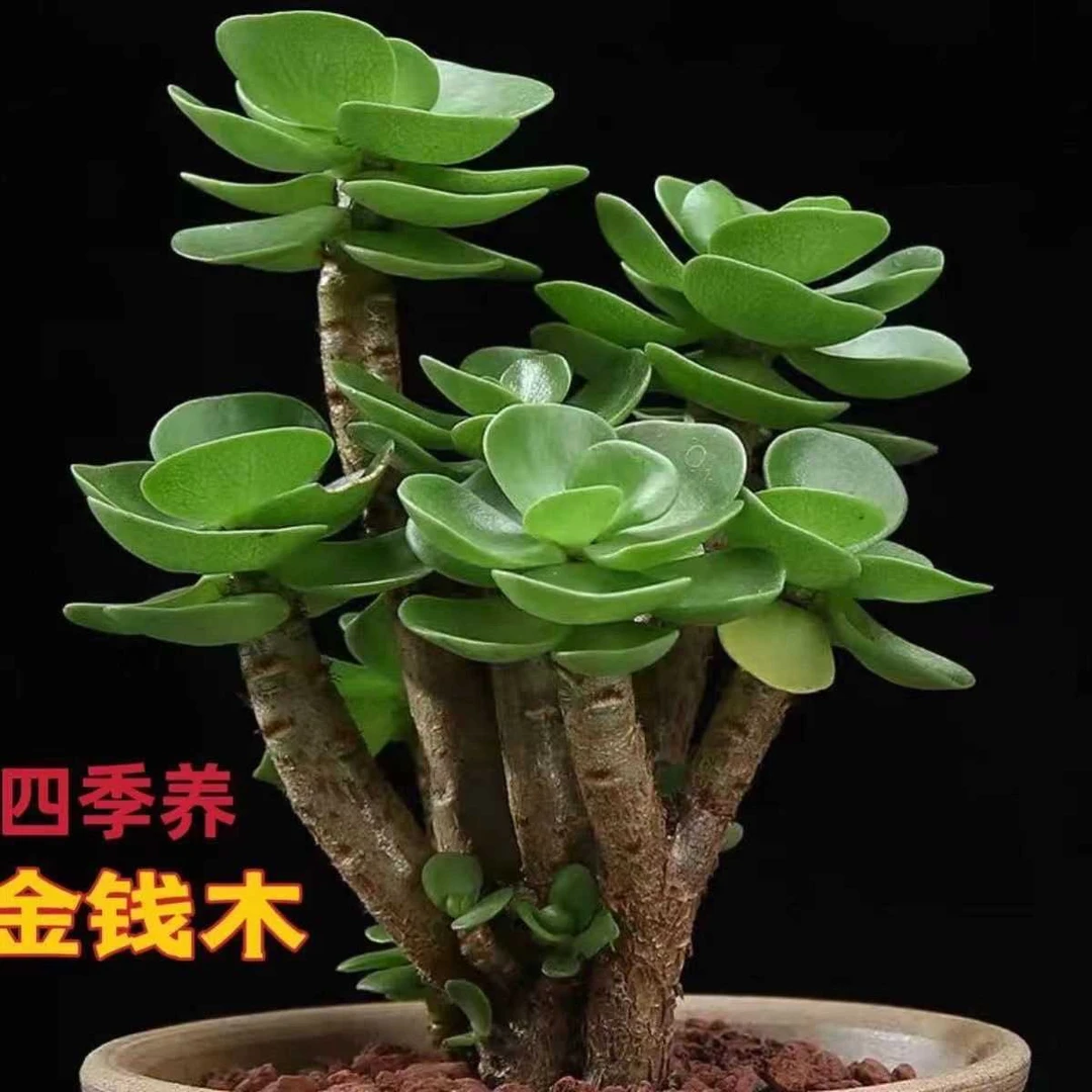 金钱木老桩多头多肉植物发财树办公室新手懒人好养招财绿植盆栽
