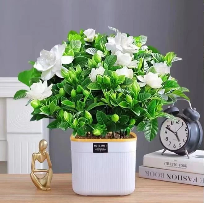 栀子花大盆带花盆四季好养牡丹栀子浓香型花卉绿植盆栽客厅吸甲醛