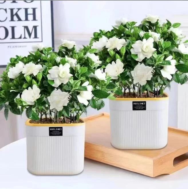 大盆栀子花带花盆室内阳台室外水培盆栽花卉绿植好养净化空气四季