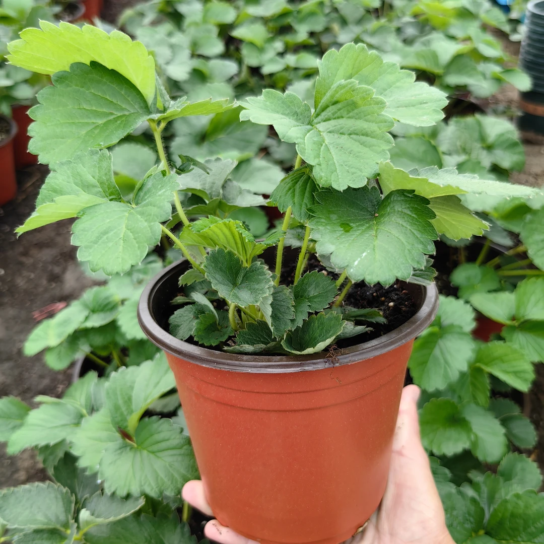 原盆原土盆栽草莓苗香甜奶油南方阳台露天种植种植苗带土易活