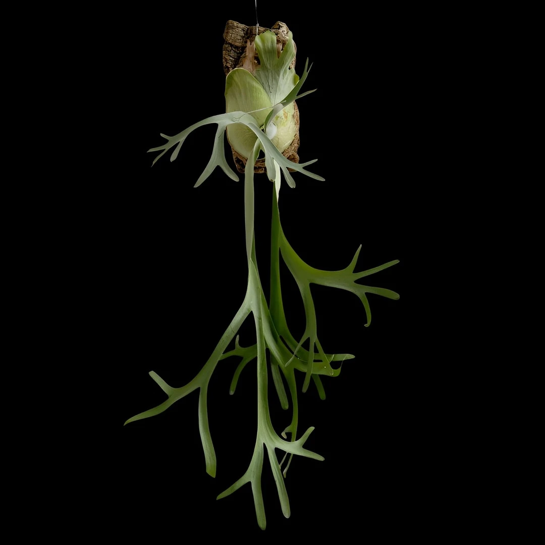 印尼山采爪哇细叶个体爪哇鹿角蕨 侧芽一物一拍